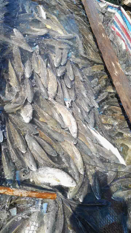 學佛網2月10日汕尾海鮮大放生圖片紀實，請進來隨喜和回向