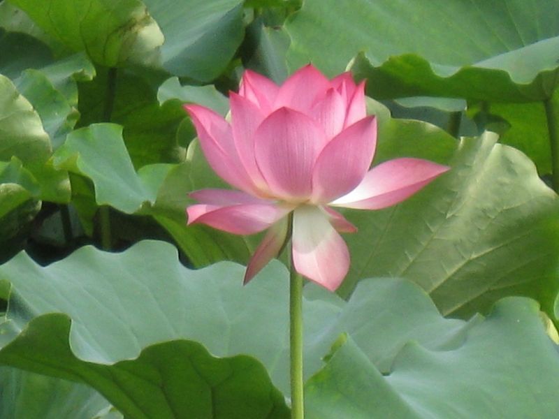 怡僧法師：智慧的顯現