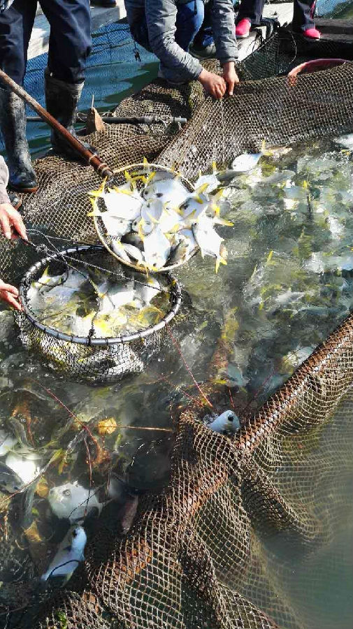 學佛網2月10日汕尾海鮮大放生圖片紀實，請進來隨喜和回向