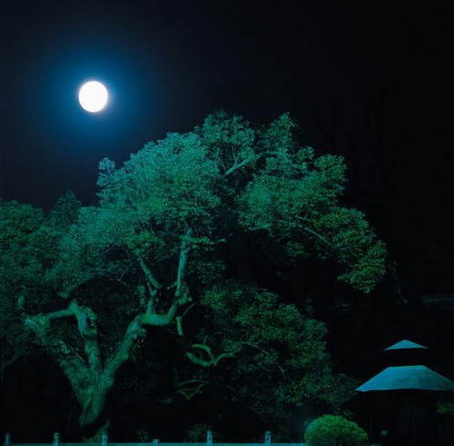 心靈深處的菩提樹，誰是你的有緣人