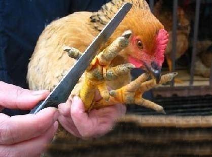 盤點最殘忍的十二大菜餚 盤點最殘忍的十二大菜餚