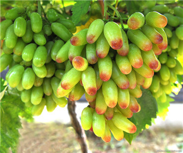 葡萄乾的八大神奇功效