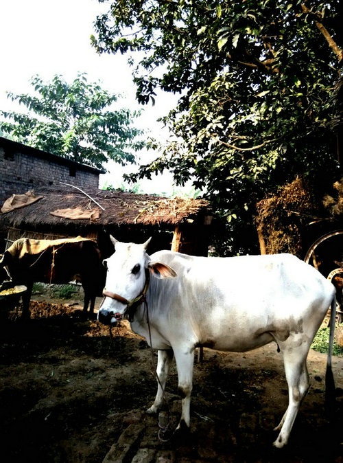 印度朝聖——穿花衣的大白牛和素食自助餐擷影
