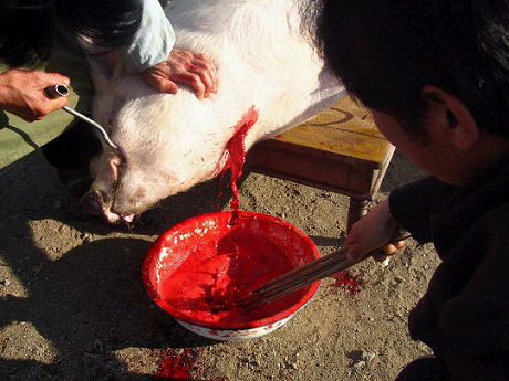 這就是同修們津津樂道的三淨肉，看完心碎了—動物們的悲歌