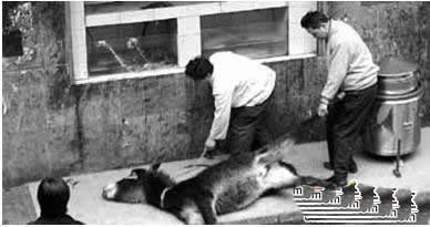 盤點最殘忍的十二大菜餚 盤點最殘忍的十二大菜餚