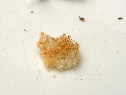 百年高僧之:紫竹林中觀自在的常明老和尚 百年高僧之:紫竹林中觀自在的常明老和尚