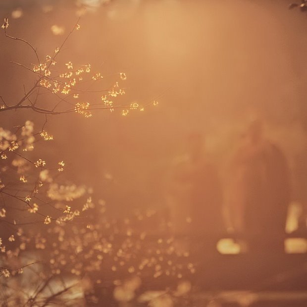 心靈深處的菩提樹，誰是你的有緣人