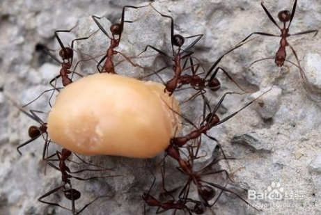 帶著孩子從小培植福報的方法：餵食螞蟻的功德和儀軌