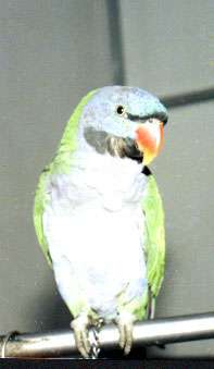 鸚鵡念佛往生火化舌頭不壞