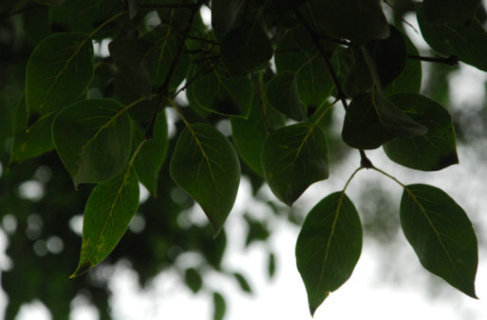 洛桑陀美仁波切：塔爾寺內菩提樹的緣起