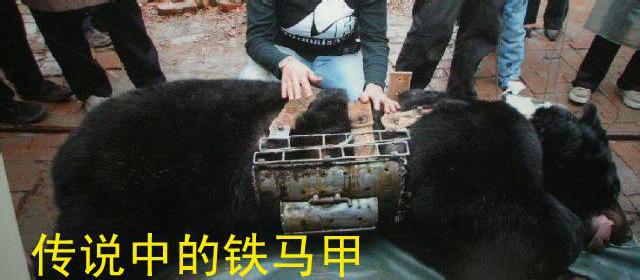 人類的殘忍虐害，使母熊含淚殺子並自殺，救救熊族
