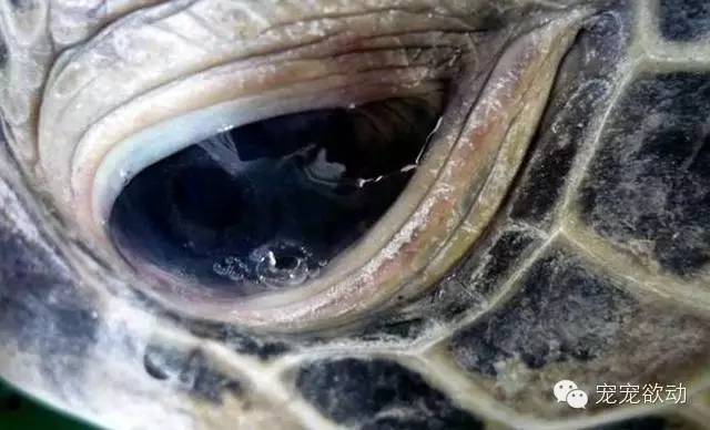 他救了只流淚磕頭的海龜，沒想16年後這隻海龜做出讓人吃驚的事