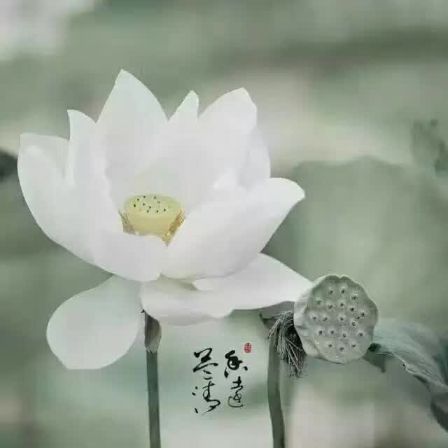 宏圓法師：菩薩畏因眾生畏果