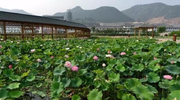 獨尊湛現：父母的養育之恩永生難報，天經地義