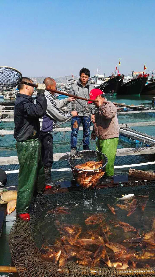 學佛網2月10日汕尾海鮮大放生圖片紀實，請進來隨喜和回向
