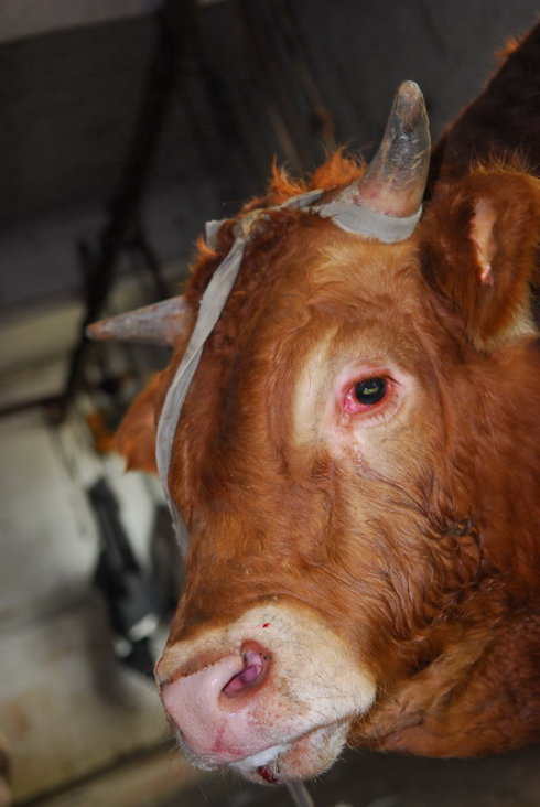 這就是同修們津津樂道的三淨肉，看完心碎了—動物們的悲歌