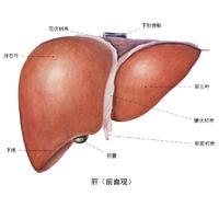 手掌紅紫查查肝多趟，少站、少疲勞是養肝之道